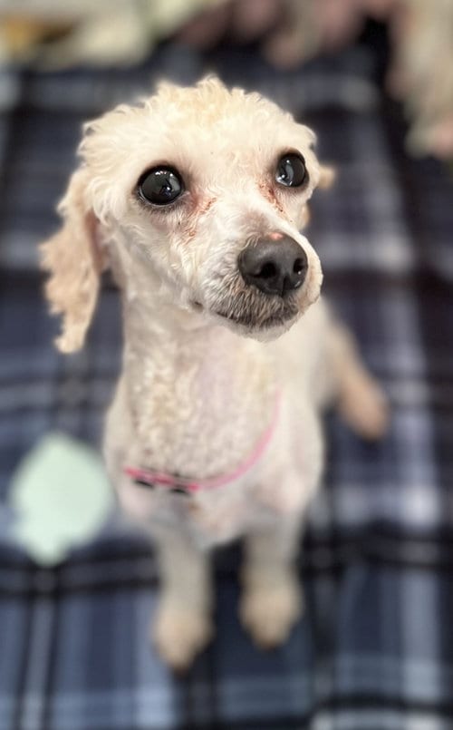 Photo of Lydia Sep 26, adoptable Poodle (Toy) in Pacolet, South Carolina