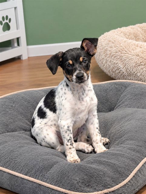 Photo of Pepper, adoptable Australian Cattle Dog/Blue Heeler in Statesville, North Carolina
