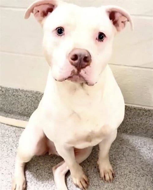 Photo of Banshee, adoptable Pit Bull Terrier in Houston, Texas