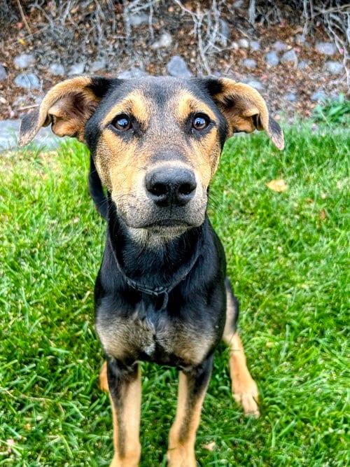 Photo of Reeses Pup, adoptable German Shepherd Dog in Sandy, Utah
