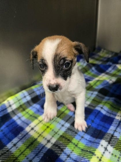 Photo of Spook, adoptable Unknown breed in Sullivan, Indiana