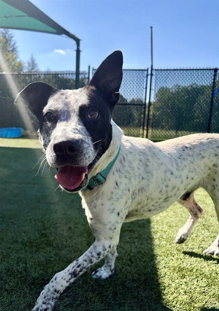 Photo of Lyle, adoptable Pointer in Statesville, North Carolina