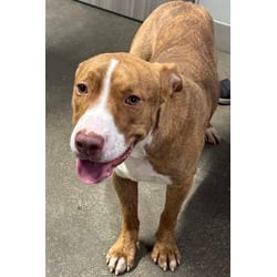 Photo of Ruben, adoptable American Pit Bull Terrier in San Antonio, Texas
