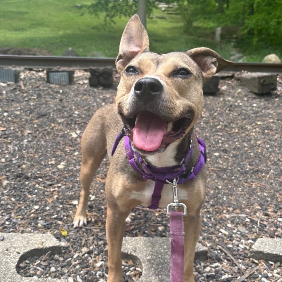Photo of Evangeline, adoptable Terrier, American Staffordshire / Terrier, American Pit Bull in South Elgin, Illinois
