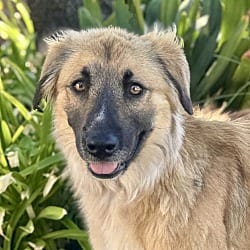 Photo of Marigold, adoptable Golden Retriever Shepherd (Unknown Type) in Valley Glen, California
