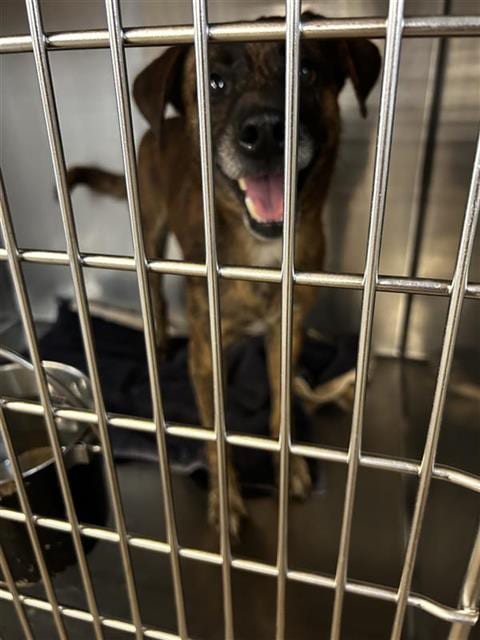 Photo of Blitz, adoptable Catahoula Leopard Dog in Waco, Texas