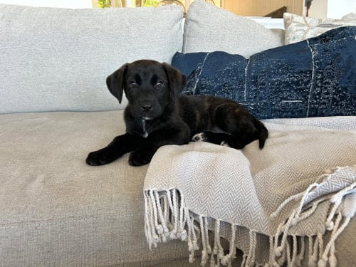 Photo of Shadow, adoptable Labrador Retriever in San Diego, California