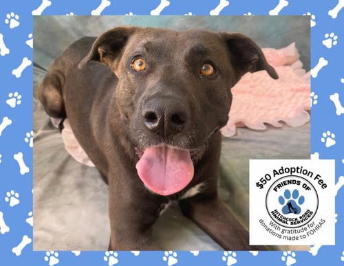 Photo of Avery, adoptable Belgian Shepherd Malinois in Salinas, California