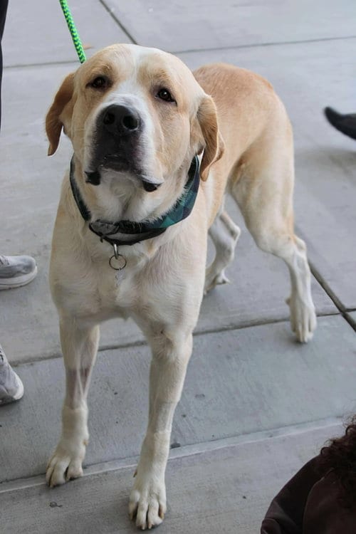 Photo of Cliff, adoptable Great Pyrenees in Holly Springs, North Carolina
