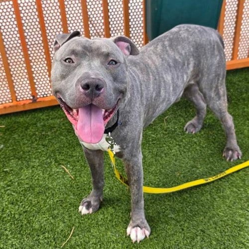 Photo of Googly Bear, adoptable Pit Bull Terrier in Las Vegas, Nevada