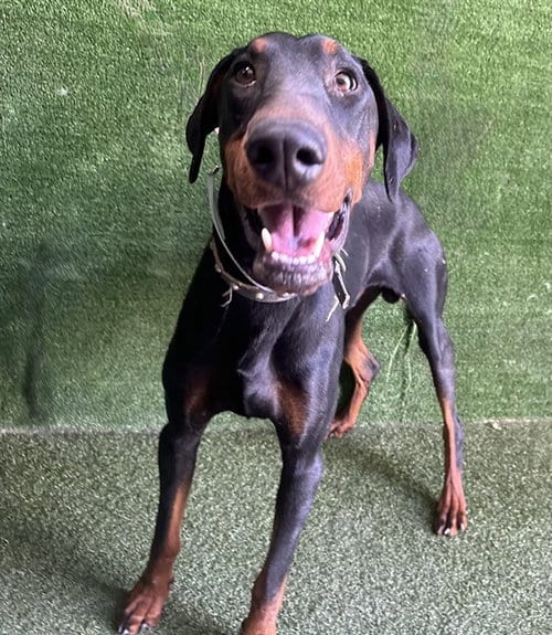 Photo of Blue Jay, adoptable Doberman Pinscher in Lancaster, California