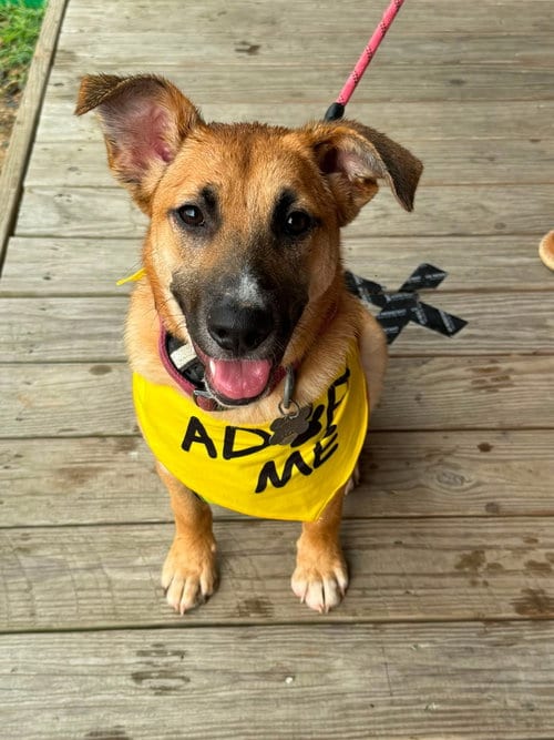 Photo of Abileen Nova, adoptable German Shepherd Dog in Holly Springs, North Carolina