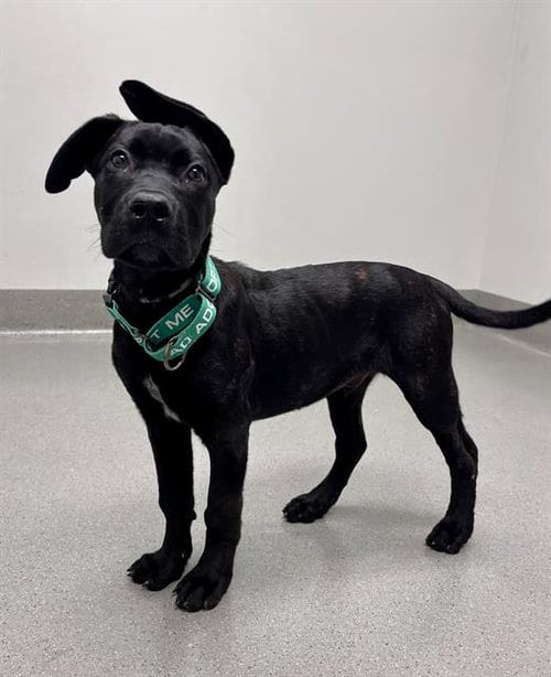 Photo of Dutch Crunch, adoptable Mastiff in San Francisco, California
