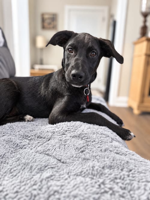 Photo of Vienna, adoptable Labrador Retriever in Nashville, Tennessee
