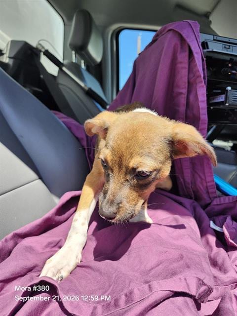 Photo of Bambi, adoptable American Staffordshire Terrier in San Antonio, Texas