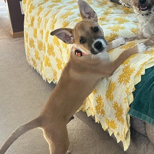 Photo of Wile, adoptable Chihuahua / Mixed Breed (Small) in Alma, Wisconsin