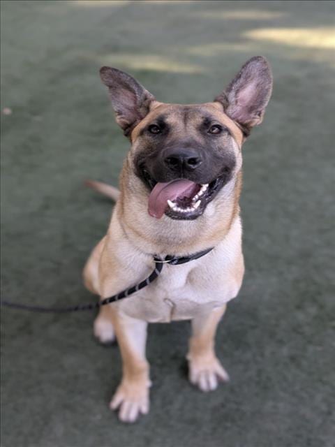 Photo of Rocko, adoptable German Shepherd Dog in Chatsworth, California