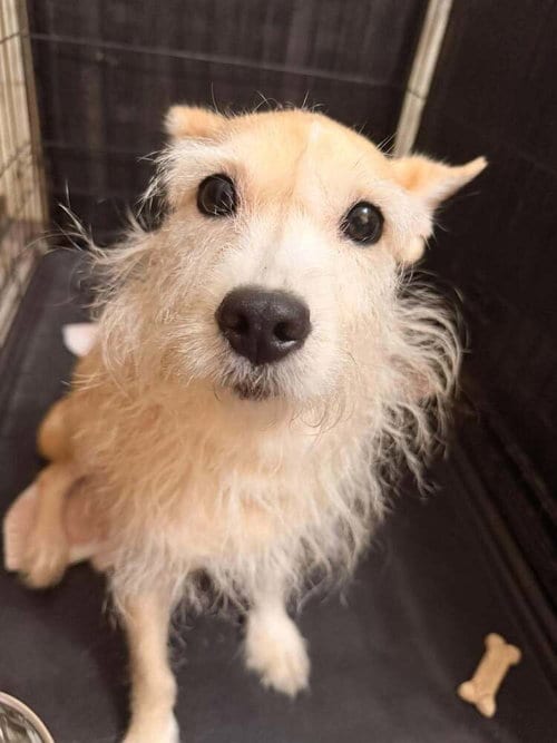 Photo of Piper (AL), adoptable Terrier in New York, New York