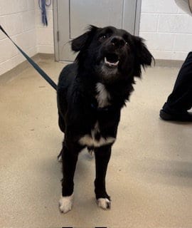 Photo of Scar, adoptable Border Collie in Haw River, North Carolina