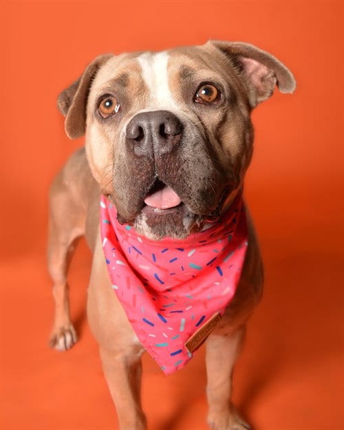 Photo of Chiffon, adoptable American Staffordshire Terrier in Fort Lauderdale, Florida