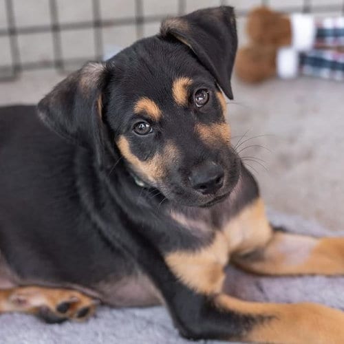 Photo of Dancer Pup - Disco, adoptable Shepherd in San Diego, California