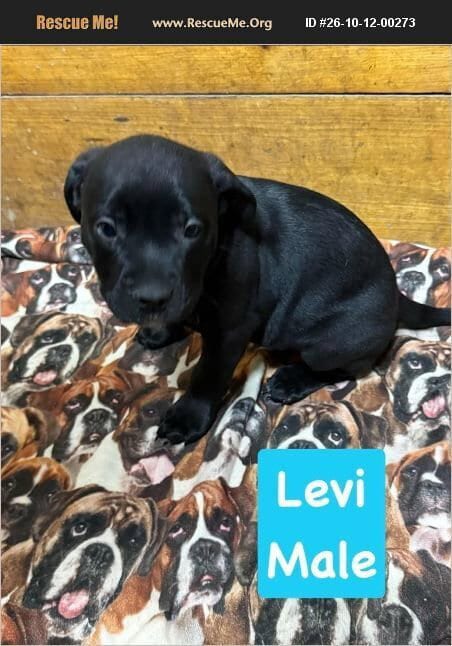 Photo of Levi, adoptable American Pit Bull Terrier in Benton, Pennsylvania