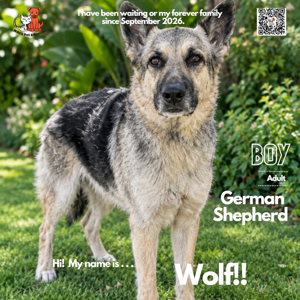 Photo of Wolf, adoptable Shepherd, German in Westminster, California