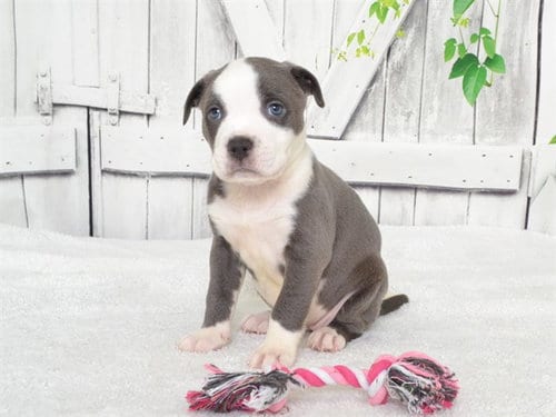 Photo of Nikki, adoptable Pit Bull Terrier in Oroville, California