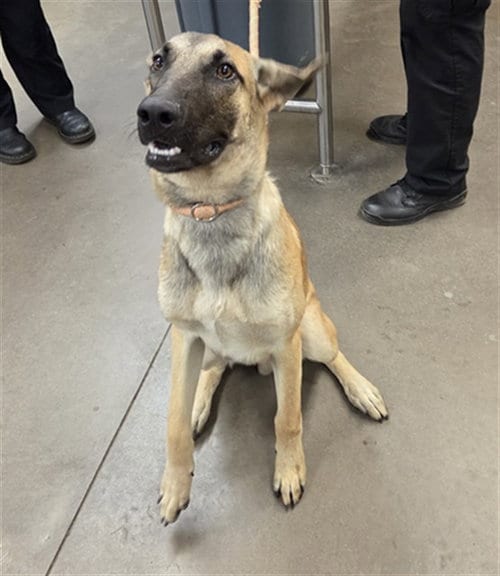 Photo of Orzo, adoptable German Shepherd Dog in Phoenix, Arizona