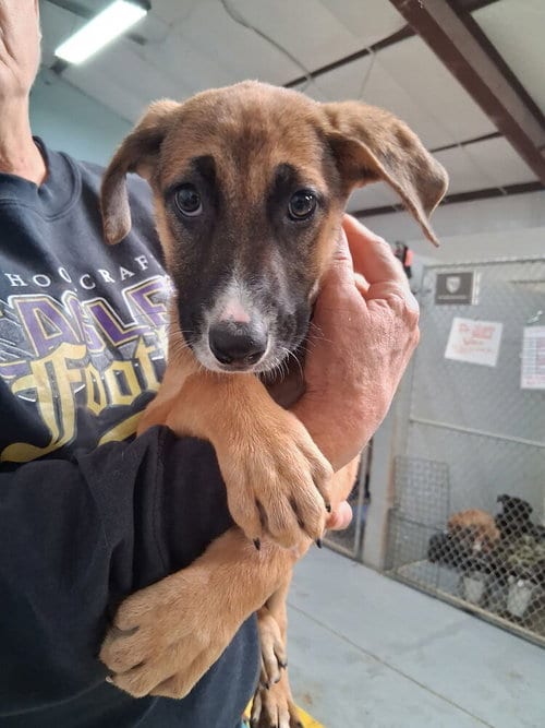 Photo of Fiona, adoptable German Shepherd Dog in Mountainair, New Mexico