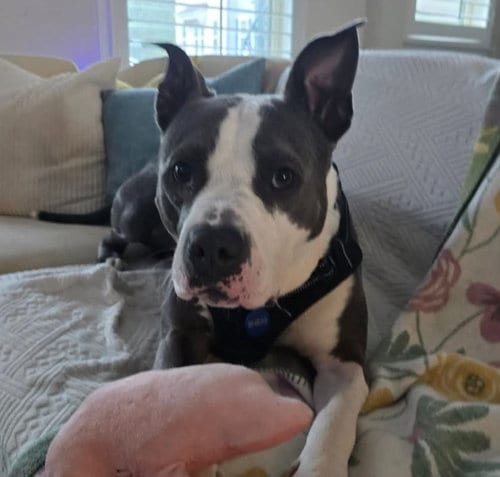 Photo of Rupert, adoptable Pit Bull Terrier in Roswell, Georgia