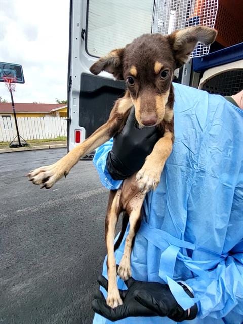 Photo of Edward, adoptable Terrier in San Antonio, Texas