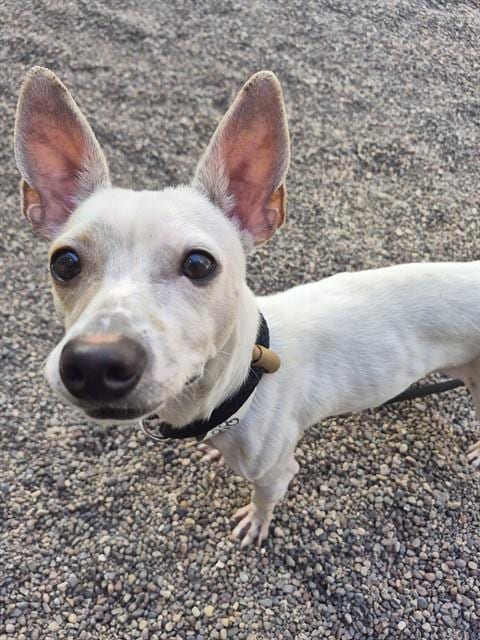 Photo of Cena, adoptable Chihuahua in Mesa, Arizona