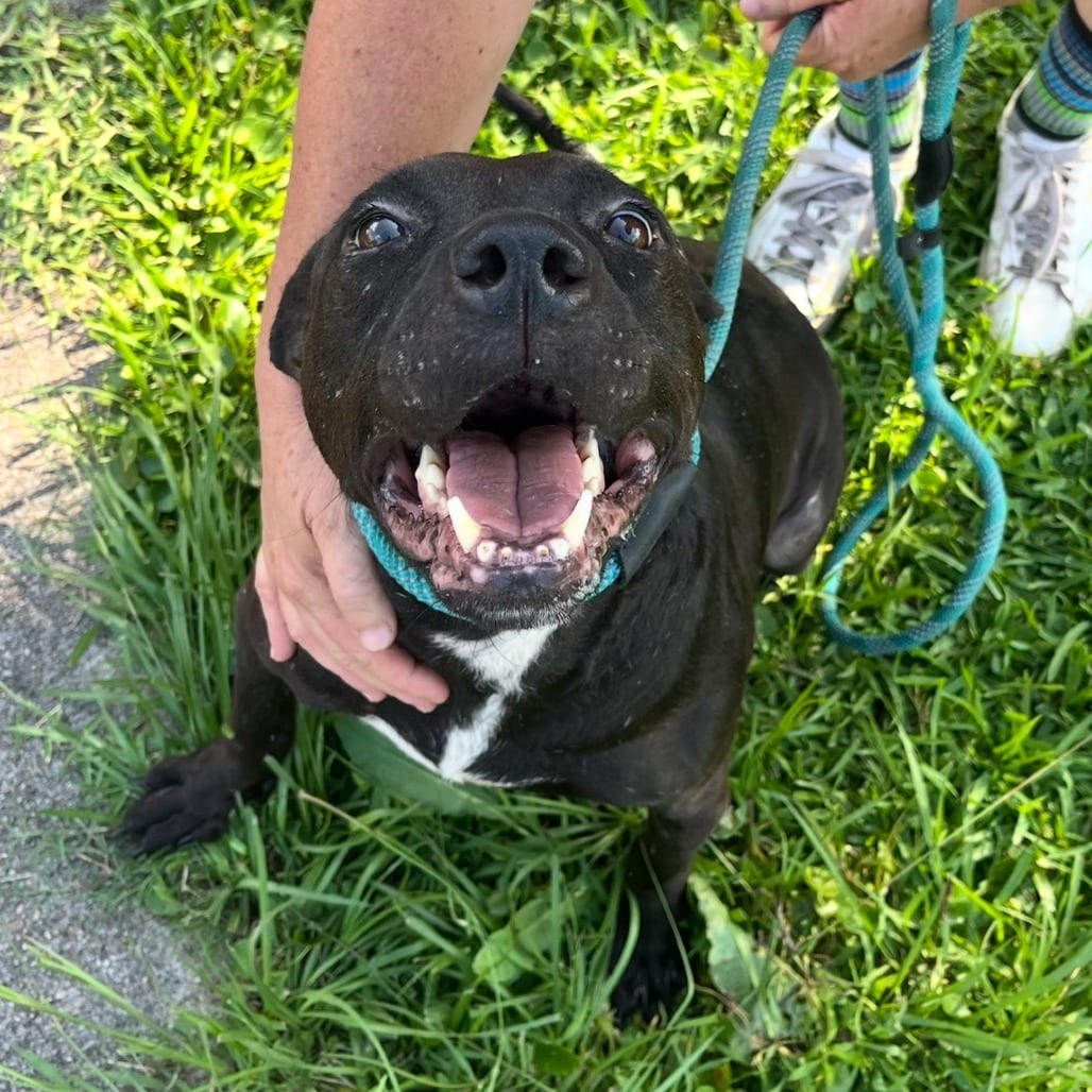 Photo of Ziggie, adoptable Terrier, Pit Bull in Beaumont, Texas