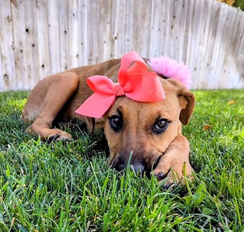Photo of Artie Marie, adoptable Hound in Sandy, Utah