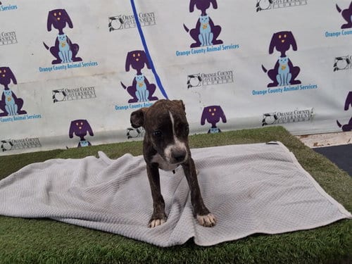 Photo of Dorothy, adoptable Pit Bull Terrier in Orlando, Florida