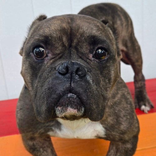 Photo of Smidge, adoptable American Bulldog in Normal, Illinois