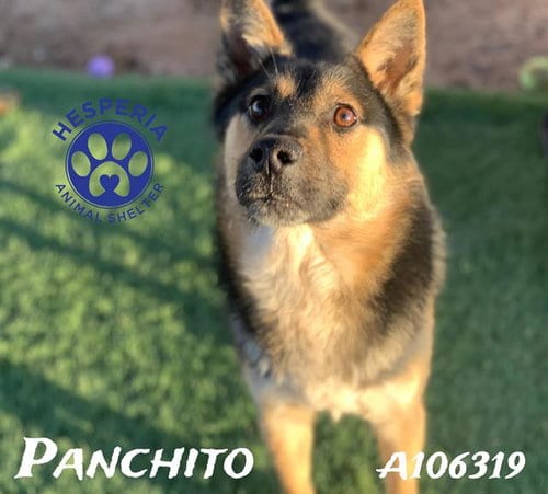 Photo of Panchito, adoptable German Shepherd Dog in HESPERIA, California