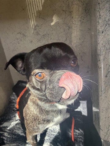 Photo of Jack, adoptable Pug in Salinas, California