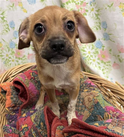 Photo of Jessica, adoptable Pug in Rosenberg, Texas