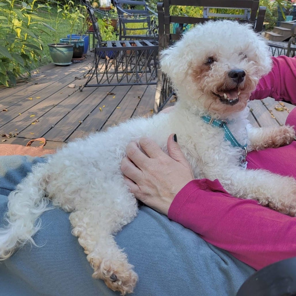 Photo of Fleur, adoptable Bichon Frise in West Chester, Pennsylvania
