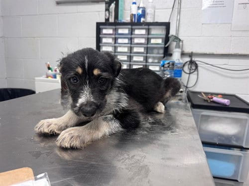 Photo of Sugar Bear, adoptable Australian Cattle Dog/Blue Heeler in San Andreas, California
