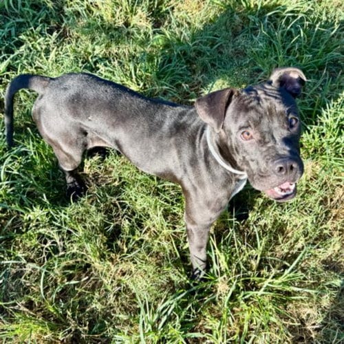 Photo of Magda, adoptable Staffordshire Bull Terrier in Houston, Texas