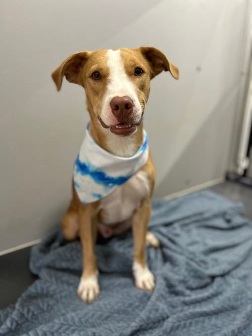 Photo of Dobby, adoptable German Shepherd Dog in Corning, Arkansas