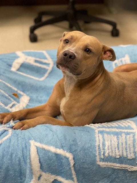 Photo of Derby, adoptable Pit Bull Terrier in Conroe, Texas