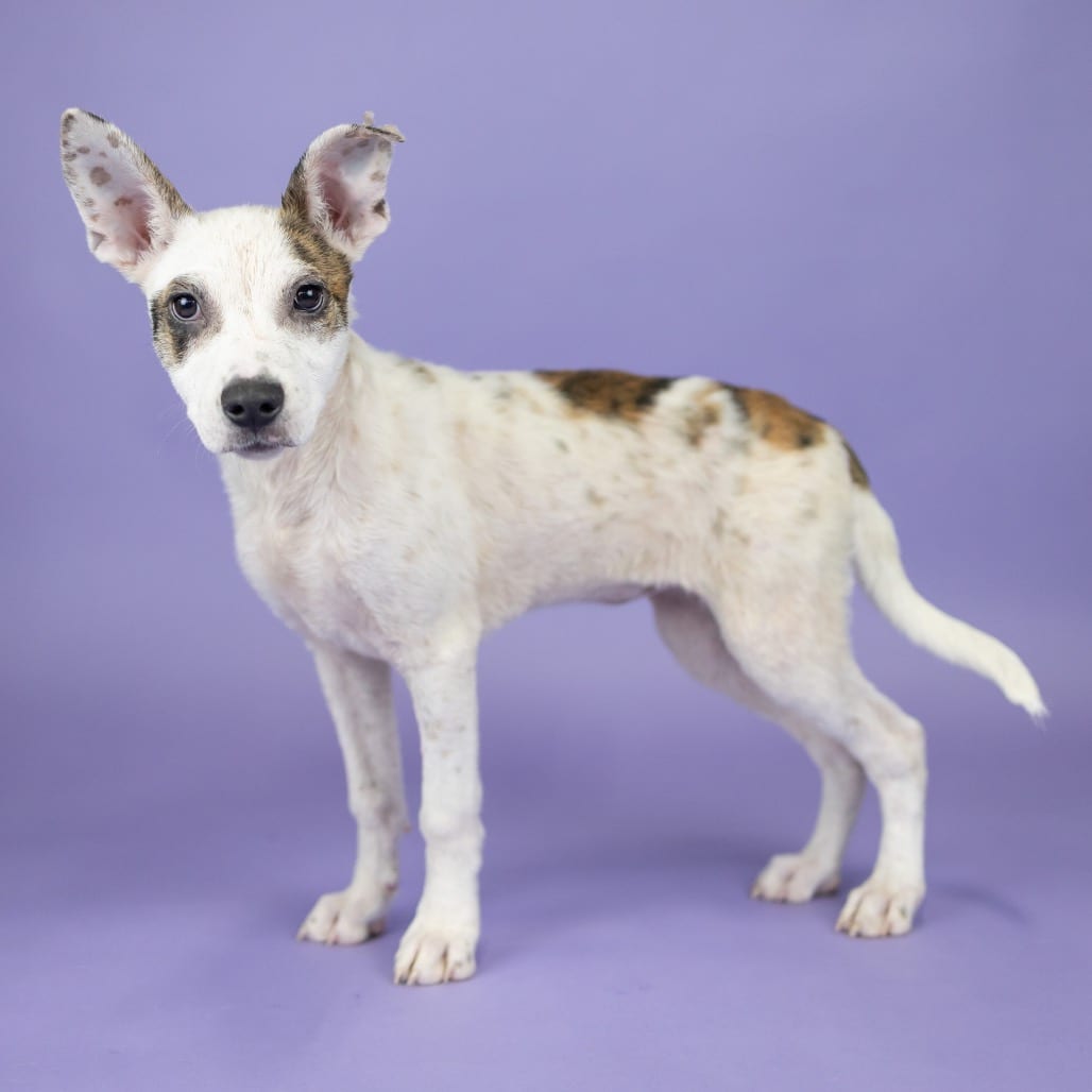 Photo of Chip, adoptable Cattle Dog in Portland, Oregon