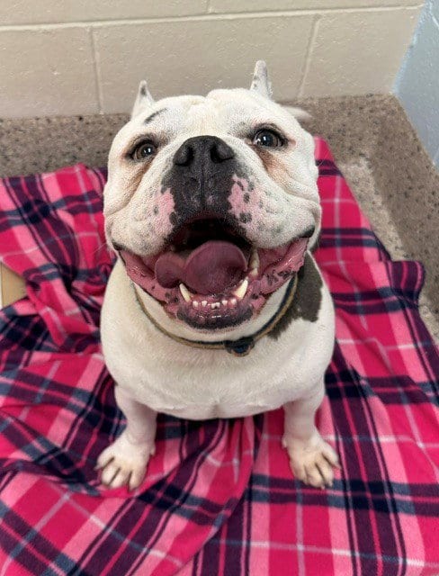 Photo of York, adoptable Pit Bull Terrier in Brighton, Colorado