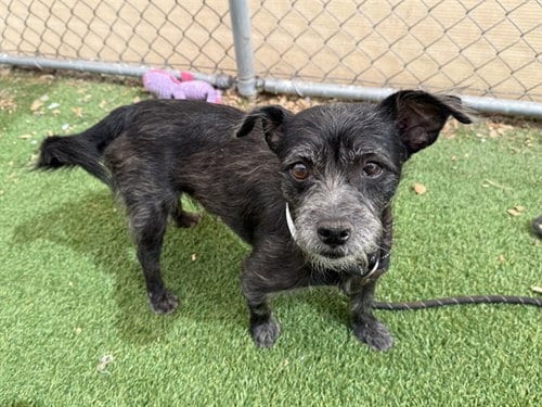 Photo of Poe, adoptable Border Terrier in Phoenix, Arizona