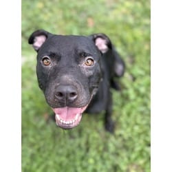 Photo of Brittany, adoptable Terrier (Unknown Type, Medium) in Brooksville, Florida
