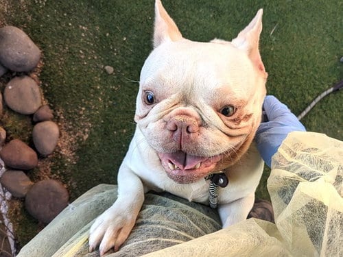 Photo of Bella, adoptable French Bulldog in Phoenix, Arizona